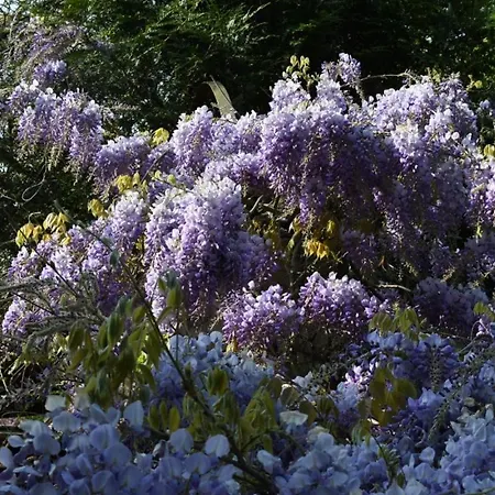 Les Agapanthes * Vernon (Eure)